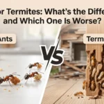 ants or termites